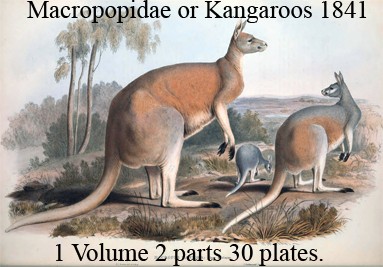 1841 Monograph of the Macropodidae or Family of Kangaroos 1 volume 2 parts 30 plates, London.