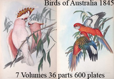 Birds of Australia 7 volumes 36 parts 600 plates London.