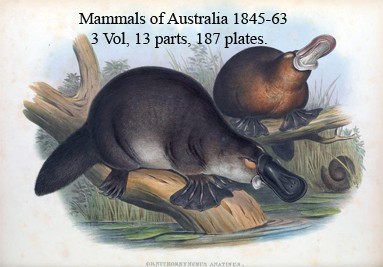 Duck Billed Platypus