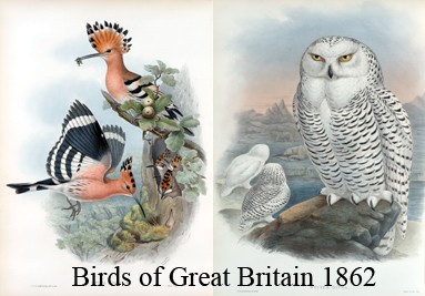 Birds of Great Britain 5 Volumes 25 parts 367 plates, London.
