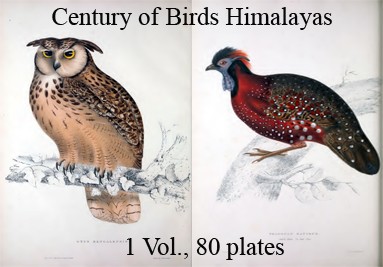 Century of Birds from the Himalaya Mountains 1 Volume 80 Plates