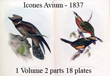 1837 Icones Avium or Figures and Descriptions of New and Interesting Species from various parts of t
